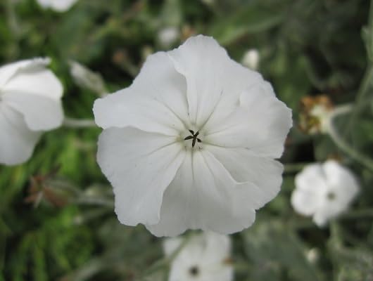 White Lychnis Coronaria Flower Seeds Heirloom Non-GMO High Germination Organic Garden Seeds for Planting