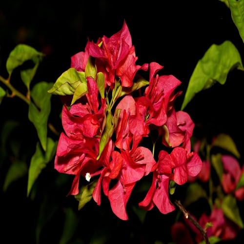 redbougainvilleaflowerheirloomnongmo flower seeds