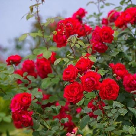 red climbing flower seeds
