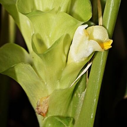 Green Curcuma Flower Seeds – Heirloom Non-GMO High Germination Seeds