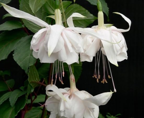 white fuchsia flower heirloom non-gmo seeds