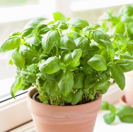 Green Basil herb seeds