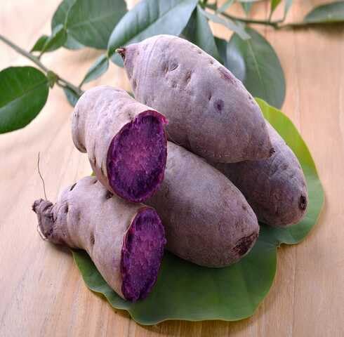 Purple Yacon Seeds – Heirloom, Non-GMO, High Germination Organic Garden Seeds Planting
