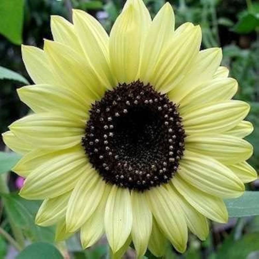 White Edible Sunflower Seeds for Planting