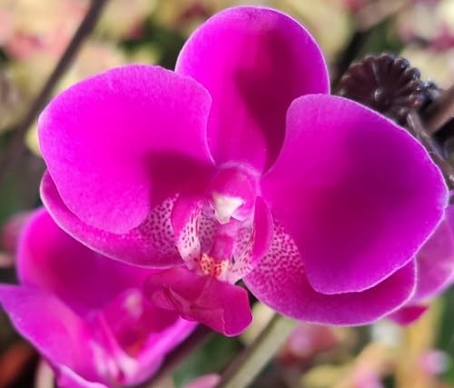 Phalaenopsis Orchid Flower Seeds Purple Heirloom Non-GMO High Germination Organic Garden Seeds for Planting