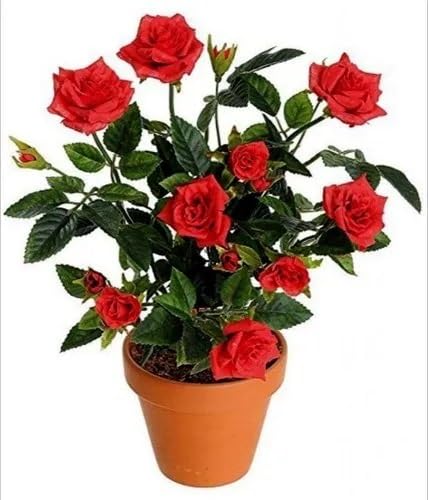 Red Mini Rose Flower Seeds for Planting – Heirloom Non-GMO High Germination Organic Garden Seeds
