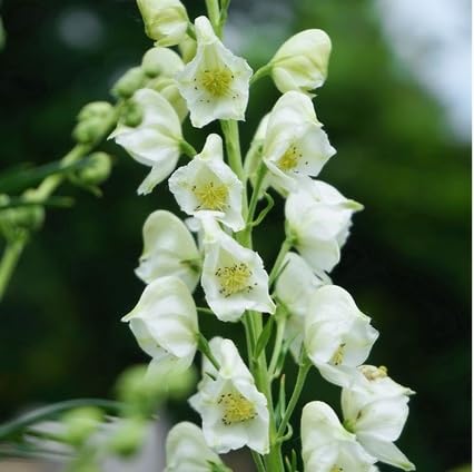 White Aconitum Flower Seeds Heirloom Non-GMO High Germination Organic Garden Seeds