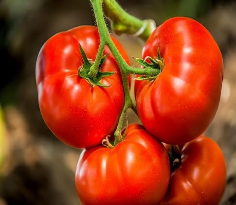 Tomato Seeds – Heirloom, Non-GMO, High Germination Organic Garden Seeds Planting