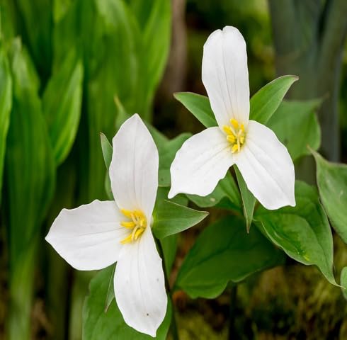 White Trillium Grandiflorum Flower Seeds Heirloom Non-GMO High Germination Organic Garden Seeds for Planting