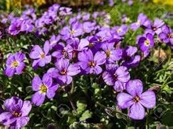 Purple Cress Flower Seeds for Planting Heirloom Non-GMO High Germination Organic Garden Seeds for Planting
