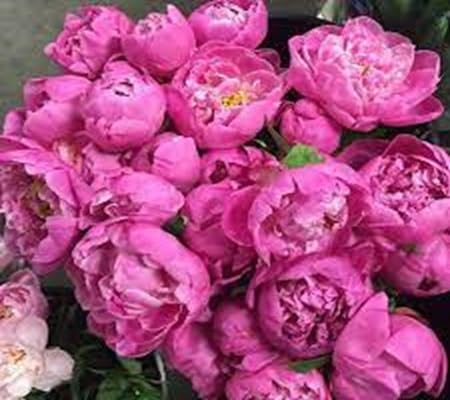 Peony Flower Seeds – Heirloom, Non-GMO, High Germination Organic Garden Seeds for Planting