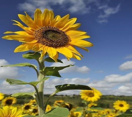 Sunflower Seeds Yellow Heirloom Non-GMO High Germination Organic Garden Seeds