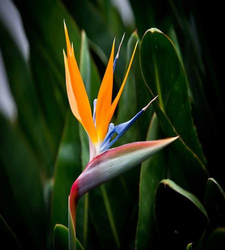 Strelitzia Blumensamen – Alte Sorte, gentechnikfrei, keimstark, Bio-Gartensamen