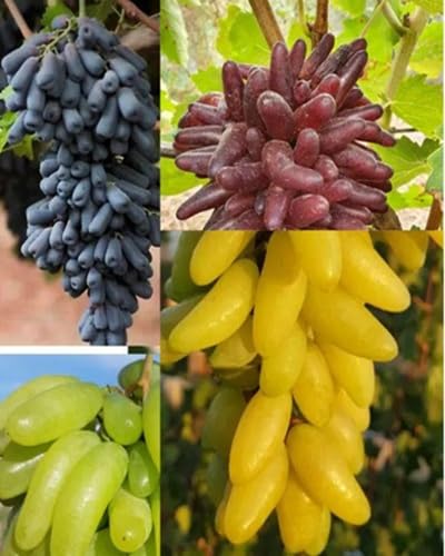 Mixed Finger Grape Fruit Seeds – Heirloom, Non-GMO, High Germination Organic Garden Seeds
