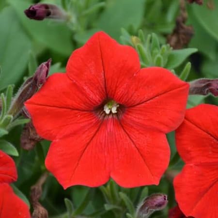Petunia Flower Seeds Heirloom Non-GMO High Germination Organic Garden Seeds for Planting