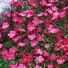 saxifragaflowerheirloomnongmo flower seeds