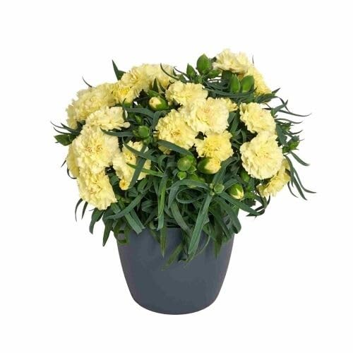 Yellow Dianthus Flower Seeds for Planting – Heirloom, Non-GMO, High Germination