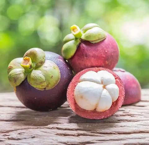 White Mangosteen Seeds Heirloom Non-GMO High Germination Organic Garden Seeds for Planting