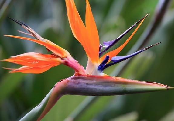 Mixed Strelitzia Flower Seeds – Heirloom, Non-GMO, High Germination Organic Garden Seeds