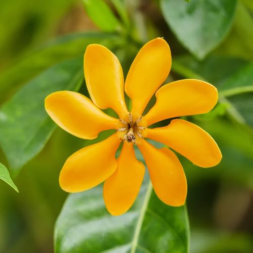 Yellow Gandharaj Flower Seeds Heirloom Non-GMO High Germination Organic Garden Seeds for Planting
