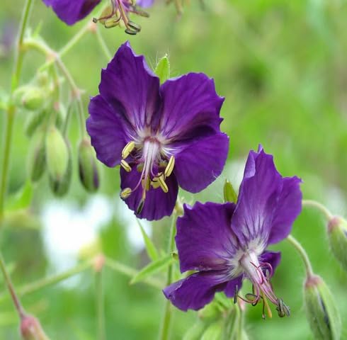 purple geranium flower seeds