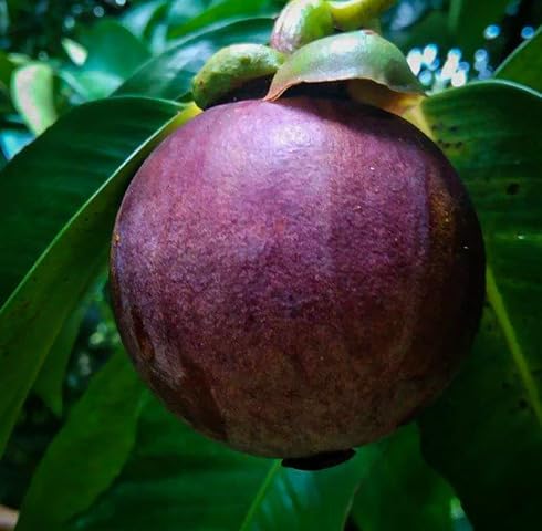 Purple Mangosteen Seeds – Heirloom, Non-GMO, High Germination Organic Garden Seeds