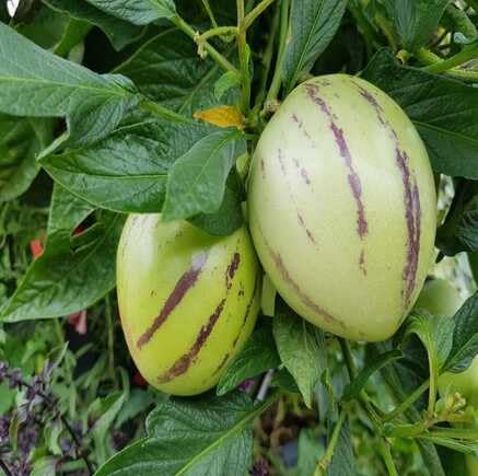 Green Pepino Seeds for Planting – Heirloom Non-GMO High Germination Organic Garden Seeds
