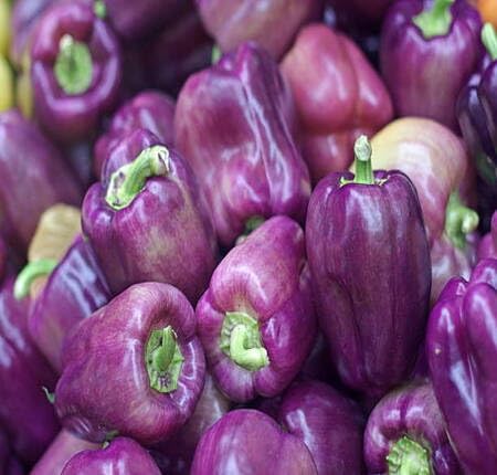 Purple Pepper Seeds – Heirloom, Non-GMO, High Germination Organic Garden Seeds Planting