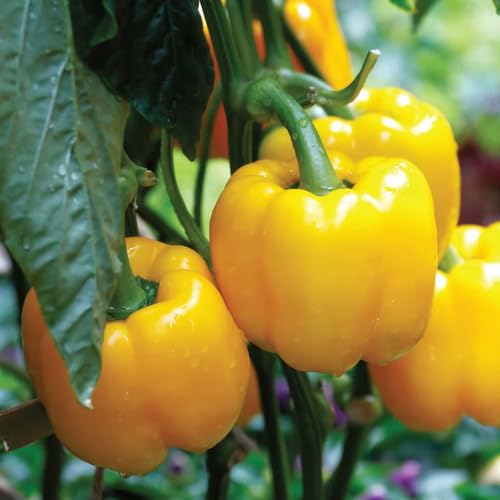 Yellow Capsicum Seeds – Heirloom, Non-GMO, High Germination Organic Garden Seeds Planting