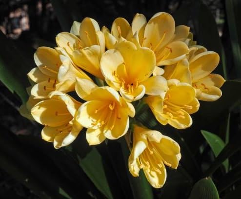 Yellow Clivia Flower Seeds – Heirloom, Non-GMO, High Germination Organic Garden Seeds