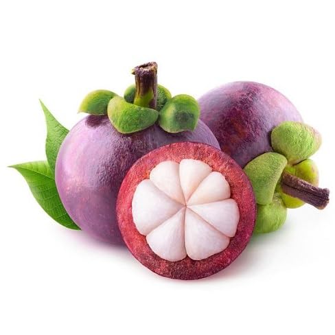 Mangostan-Samen – Alte Sorte, gentechnikfrei, hohe Keimrate, Bio-Gartensamen