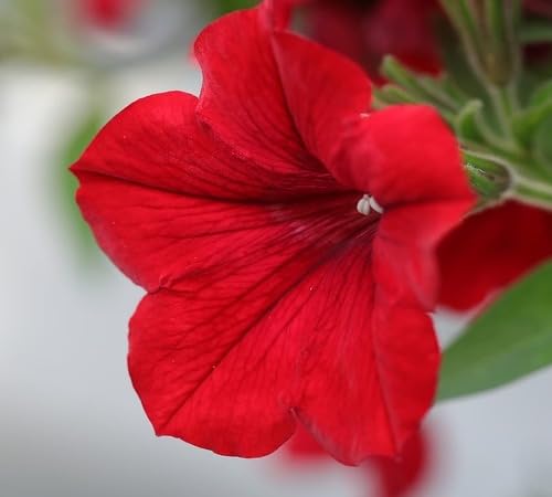 Rote Petunien-Blumensamen, alte Sorte, gentechnikfrei, hohe Keimfähigkeit, Bio-Gartensamen
