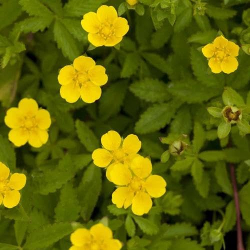 Yellow Cinquefoil Flower Seeds – Heirloom, Non-GMO, High Germination Organic Garden Seeds
