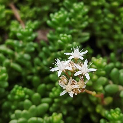 White Sedum Flower Seeds for Planting – Heirloom, Non-GMO, High Germination Organic Garden Seeds