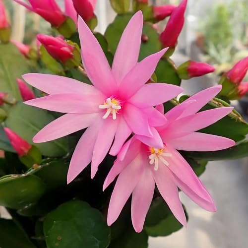 Pink Rhipsalidopsis Flower Seeds for Planting – Heirloom Non-GMO High Germination Organic Garden Seeds