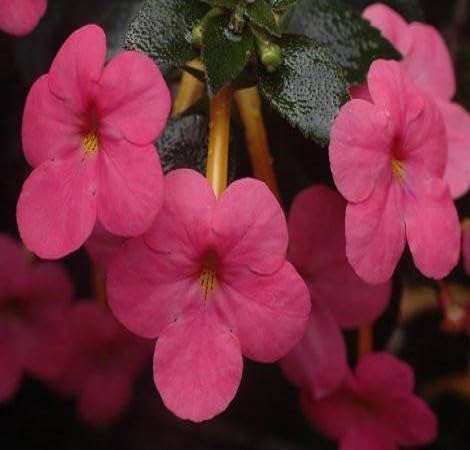 Pink Achimenes Flower Seeds for Planting – Heirloom, Non-GMO, High Germination Organic Garden Seeds