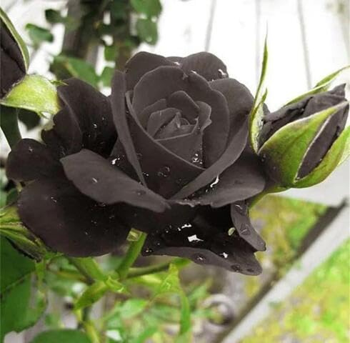 Black Rose Flower Seeds for Planting – Heirloom Non-GMO High Germination Organic Garden Seeds