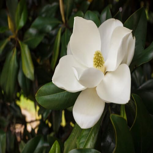 Magnolia Flower Seeds White – Heirloom, Non-GMO, High Germination Seeds