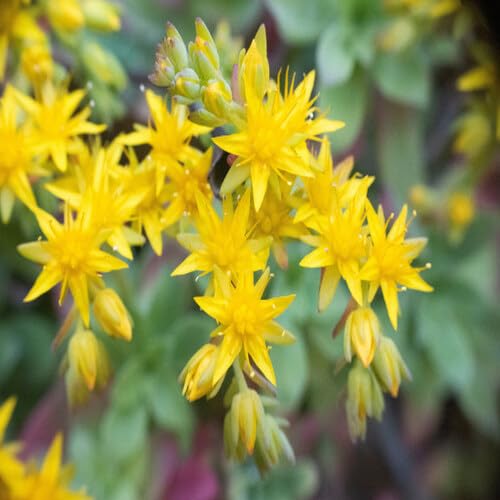 Yellow Sempervivum Flower Seeds Heirloom Non-GMO High Germination Organic Garden Seeds for Planting