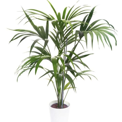 green howea flower seeds