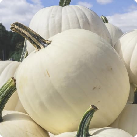 White Pumpkin Seeds – Heirloom, Non-GMO, High Germination Organic Garden Seeds Planting