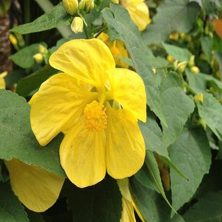 yellow flower flower seeds