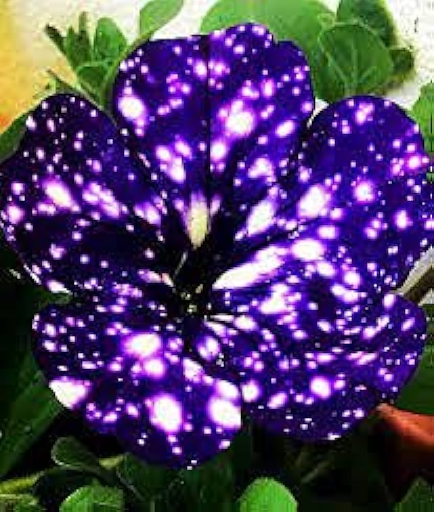 blue petunia flower seeds