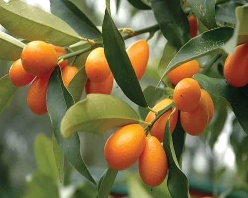 Orange Kumquat Fruit Seeds – Heirloom, Non-GMO, High Germination Organic Garden Seeds