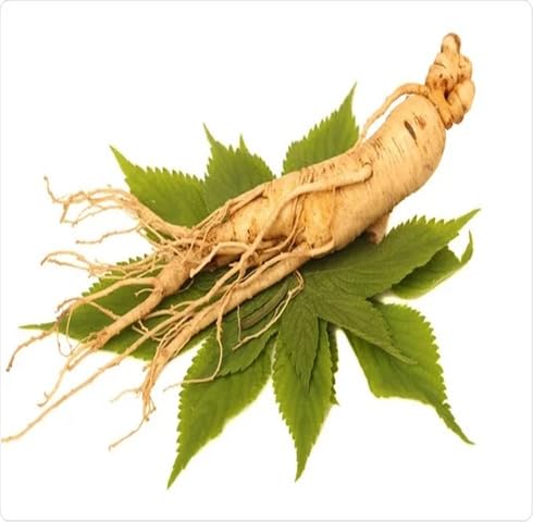 Brown Ginseng Seeds – Heirloom, Non-GMO, High Germination Organic Garden Seeds Planting