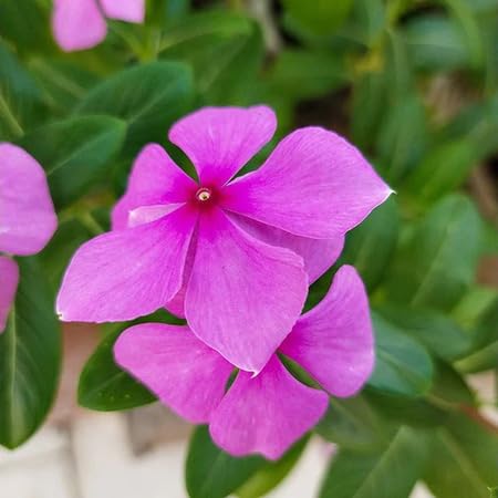 Purple Periwinkle Flower Seeds Heirloom Non-GMO High Germination Organic Garden Seeds for Planting