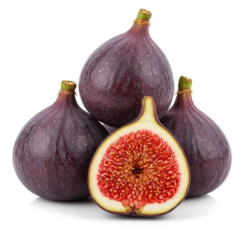Red Fig Seeds – Heirloom, Non-GMO, High Germination Organic Garden Seeds