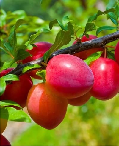 Red Plum Seeds – Heirloom, Non-GMO, High Germination Organic Garden Seeds