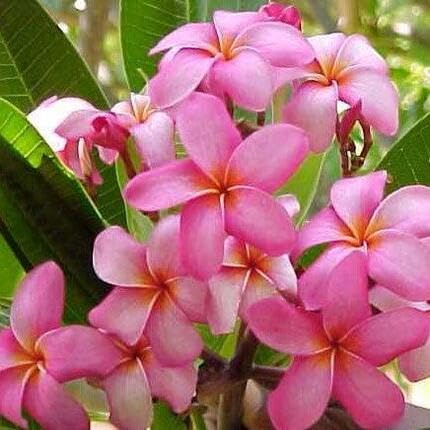 Plumeria Flower Seeds Pink – Heirloom, Non-GMO, High Germination, Organic Garden Seeds for Planting Seeds for Planting