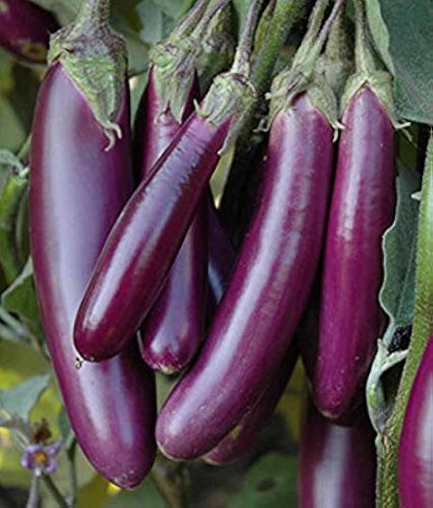 purple spice flower seeds